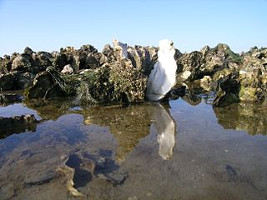 Pacific oysters