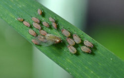 grain aphid,  Photo by Christophe Quintin https://creativecommons.org/licenses/by-nc/2.0/