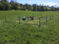 Irish grassland