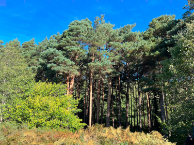 Scots Pine stand in Ireland