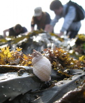 dog whelk